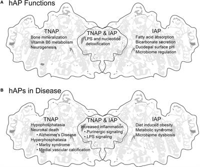 Alkaline Phosphatase, an Unconventional Immune Protein